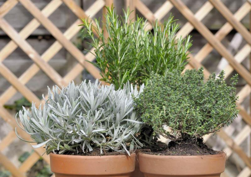 Pots d'herbes aromatiques